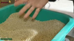 Бройлеры Приучаем к Ниппельным Поилкам Заселяем в Новый Брудер Аптечка для Бройлеров