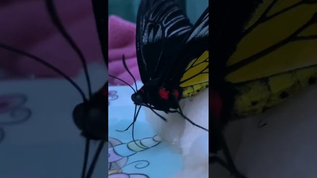 5 день Бабочки Золотой Птицекрылке #бабочка #dance #dancevideo #бабочки #гусеница #насекомое