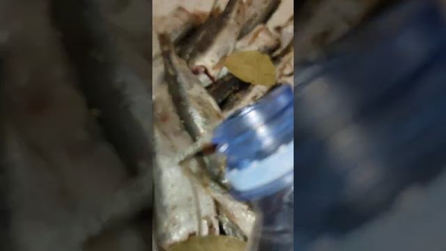 Засолка салаки в газировке-это новое слово смотреть онлайн