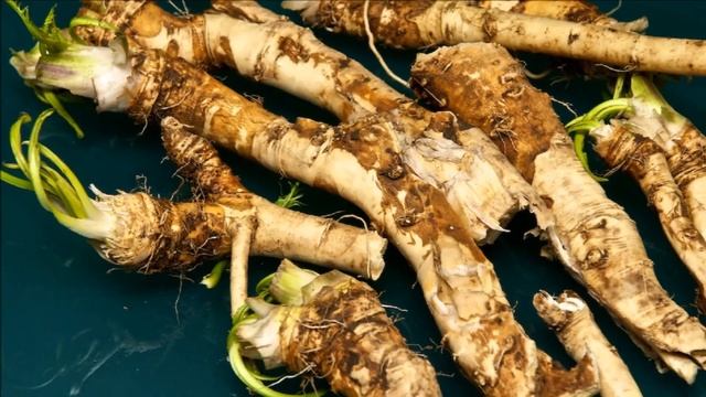 Выращивание Хрена как бизнес идея смотреть онлайн