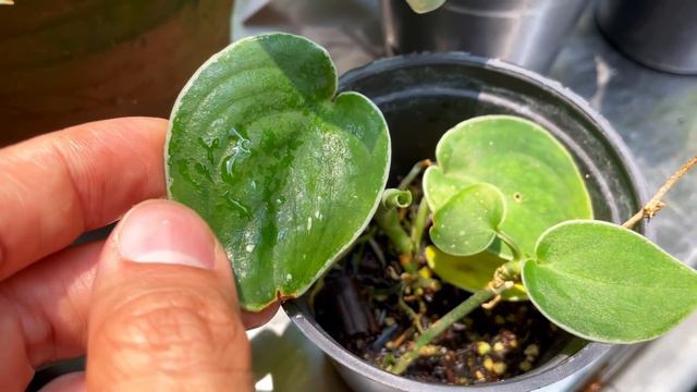 Scindapsus care and species tour (common, rare, and variegated!)