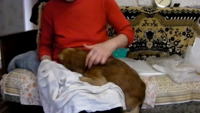 Собака после мытья рычит на тряпку смотреть онлайн