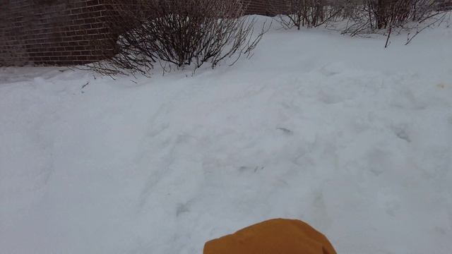 Сказочное ПОДМОСКОВЬЕ. 20-02-2024. смотреть онлайн