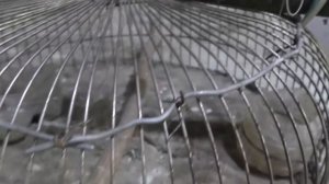 Обзор ловушки на ястреба перепелятника и куда ставить ловушку