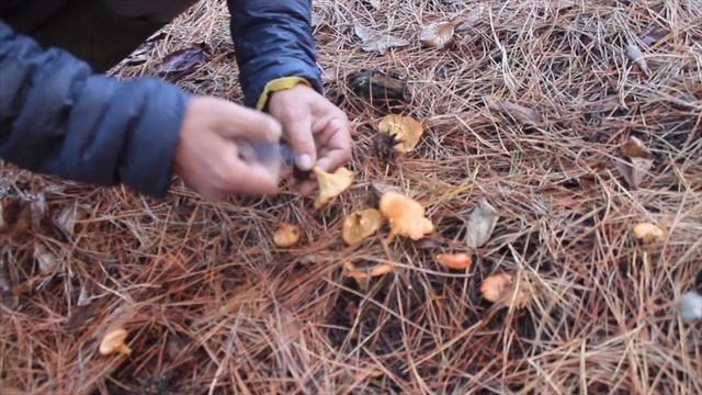 Lepista inversa | Paralepista flaccida, "Clitocibe inverso" ¿Comestible? смотреть онлайн