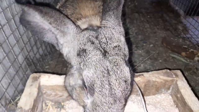 Какую трову можно давать Кроликам 🐇🐰 смотреть онлайн