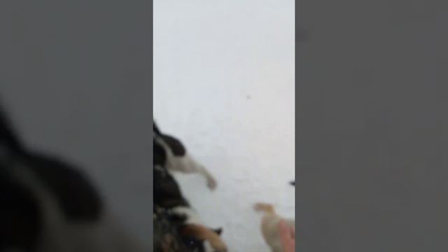 Первый день весны 😆 смотреть онлайн