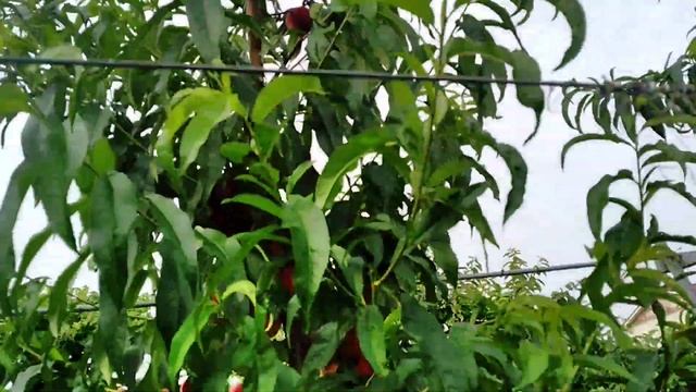 Персик КОНДОР на 02/07/23р. Форміровка чаша і веретено. Порівняння результатів. смотреть онлайн