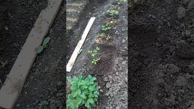 Земляной орех вырастили в Пермском крае!!!!! смотреть онлайн