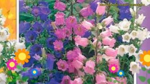 Колокольчик средний Смесь окрасок. Краткий обзор, описание campanula medium Smes' okrasok