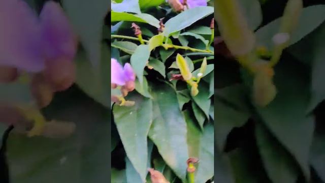 Thunbergia laurifolia | Laurel Clockvine | Blue trumpet vine | Purple Colour flowers | #shorts смотреть онлайн