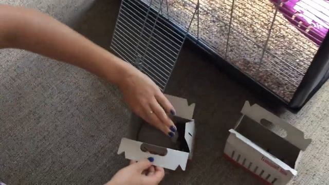 Домашние крысы хаски/ my rats husky new home смотреть онлайн