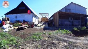 Забой свиньи.Обзор свиней на откорм.Подготовка клетки для уличного содержания свиней.