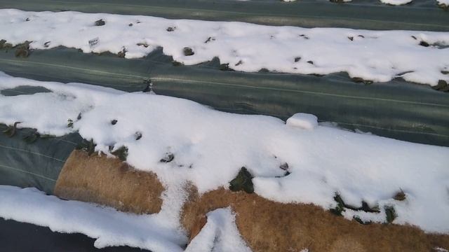 Зимнеее укрытие для клубники: когда, как и чем? смотреть онлайн