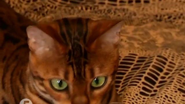 Бенгальская кошка."Зооакадемия" у нас в гостях."Jaguar Jungle" смотреть онлайн