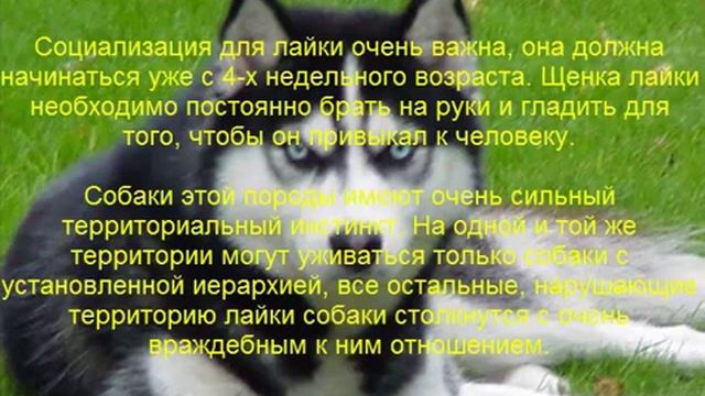 лайка описание породы содержание и уход смотреть онлайн