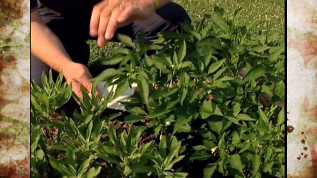 July Gardening Tips смотреть онлайн