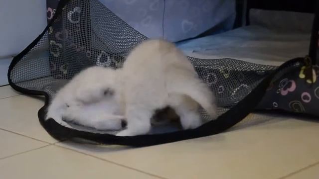 Британская серебристая шиншилла смотреть онлайн