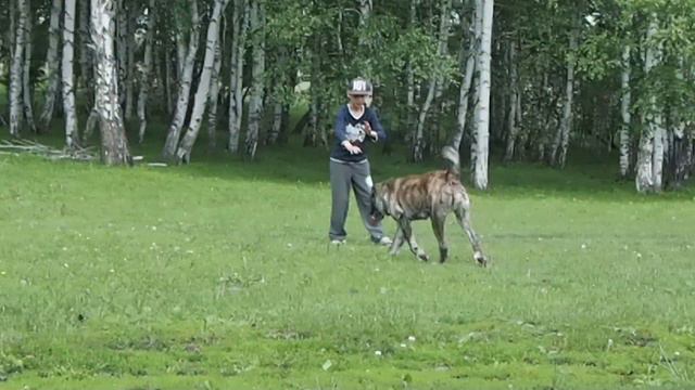 Среднеазиатские овчарки ТААЖЫДАР. смотреть онлайн