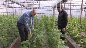 Уход за огурцами в вегетационный период (05-01-2018)