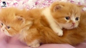 ✔ Коротколапый манчкин - кошка такса. Интересное о породе