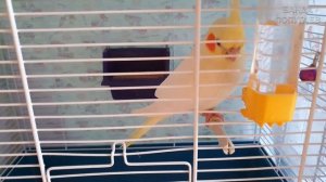 Попугай корелла. Адаптация. Где купили? Как выбирали?