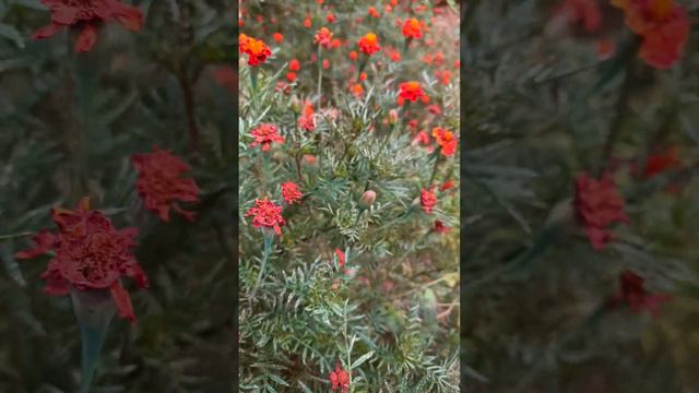 Marigolds flower #flowername #flower #video смотреть онлайн