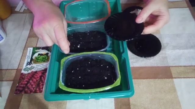 Посев брюссельской капусты. смотреть онлайн