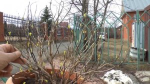 ДАЧНЫЕ СОВЕТЫ - ГОРТЕНЗИЯ КРУПНОЛИСТНАЯ /АПРЕЛЬ - выносим на улицу