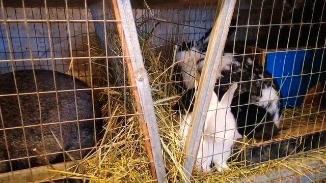 100% способ покрытия крольчихи без признаков явной охоты смотреть онлайн