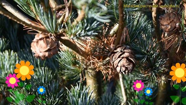 Сосна мелкоцветковая Риу-джу. Краткий обзор, описание характеристик pinus parviflora Ryu-ju смотреть онлайн