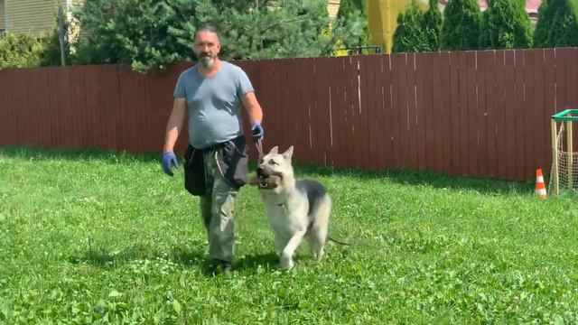 Дрессировска восточно-европейской овчарки АТОМ смотреть онлайн