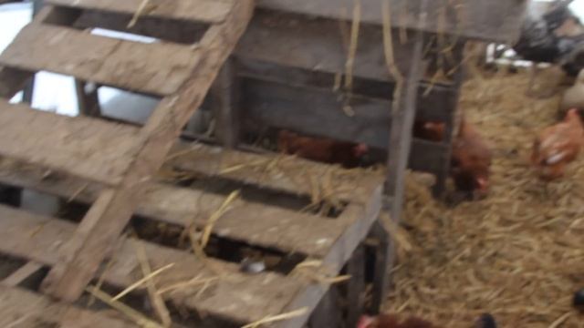 Куры, утки, индюки зимой в теплице. Советы по содержанию. смотреть онлайн