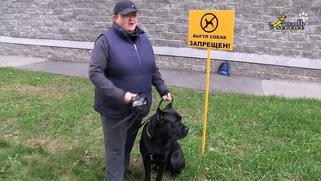 Площадка для собак, прихоть собаководов или необходимость для города смотреть онлайн