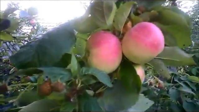 Подскажите сорт яблони! смотреть онлайн