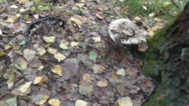 Собираем грибы. Грузди!!! Всем смотреть   это супер