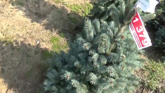 11379 Голубая елка в горшке 0.80 – 1.00 м смотреть онлайн