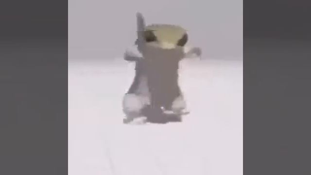 Ящерица из Ижевска танцует под арабские разговоры смотреть онлайн