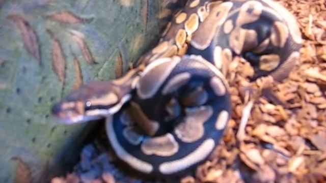 Мой королевский питон (региус) / My Royal Python (Regius) смотреть онлайн