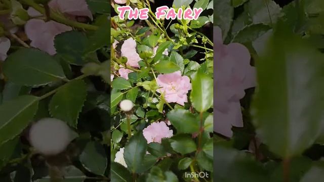 Цветение роз Lady of Shalot и Fairy. Регион Южный Урал. смотреть онлайн