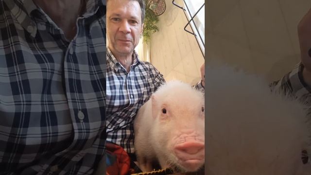 Поросячье кафе в Японии. Куда катится мир? Идея для бизнеса фермерам на заметку. смотреть онлайн