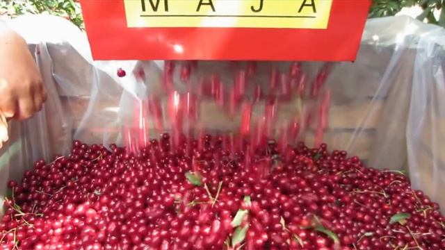 Вишнеуборочный комбайн Z-831 Maja смотреть онлайн