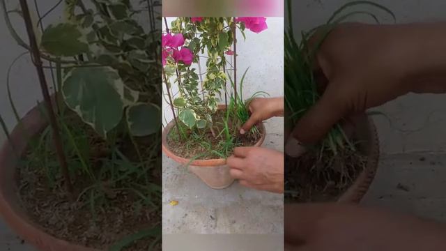 Multi colour bougainvillea see in pot and how we removed grass from pots early,,,subscribe to see m смотреть онлайн