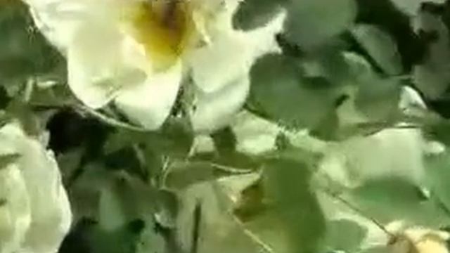 Насекомые на душистом белом шиповнике смотреть онлайн