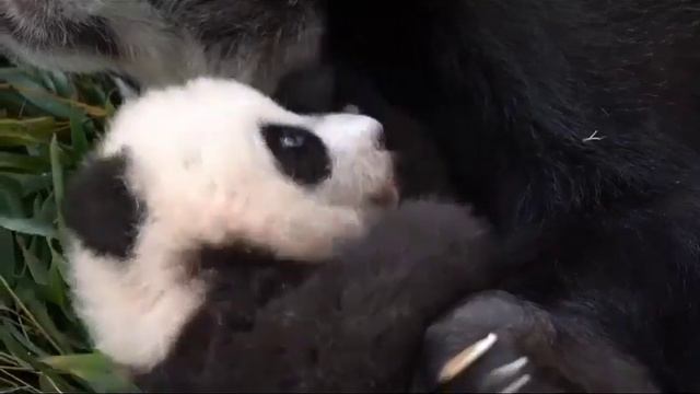•🐼🤗Мама спит, малышке не спится..лежит играется❤️/Московский зоопарк смотреть онлайн