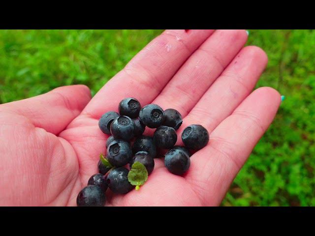 Влог: Сходили в Мегамарт / Екатеринбург залило дождем⛈ / В лесу полно черники смотреть онлайн