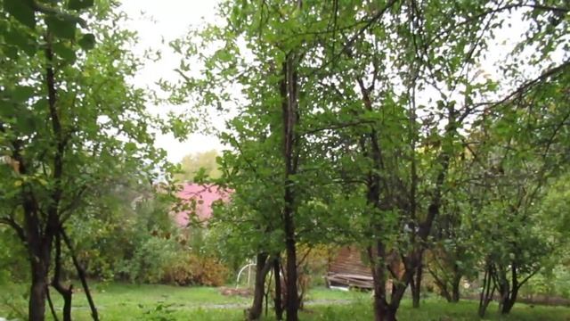 Чтоб сохранить медвежью падь... смотреть онлайн