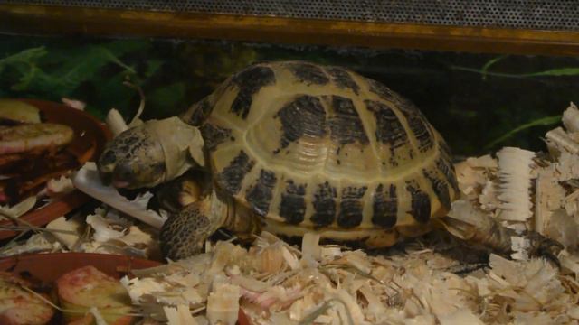 ТРОПИК ПАРК. Евпатория, 15.04.2023г смотреть онлайн