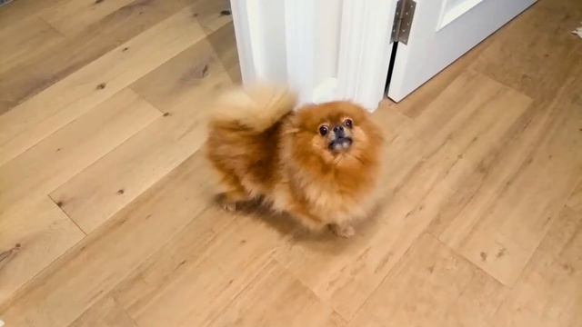 злобный шпиц смотреть онлайн