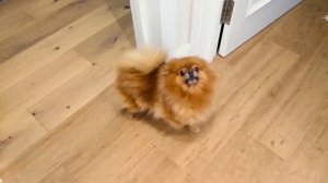 злобный шпиц